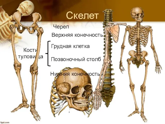 Скелет Позвоночный столб Грудная клетка Кости туловища Череп Верхняя конечность Нижняя конечность