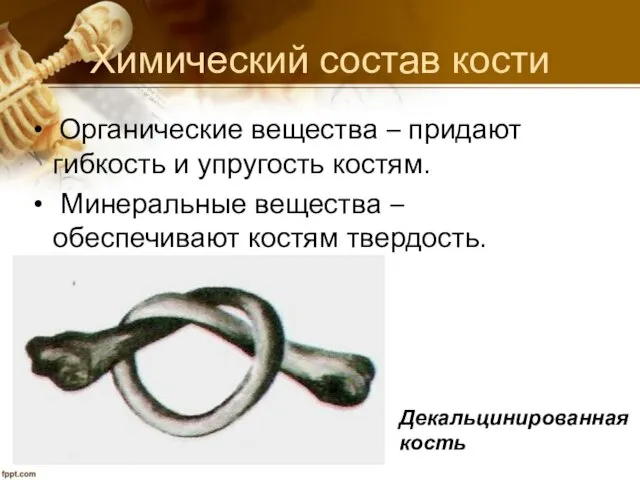 Химический состав кости Органические вещества – придают гибкость и упругость