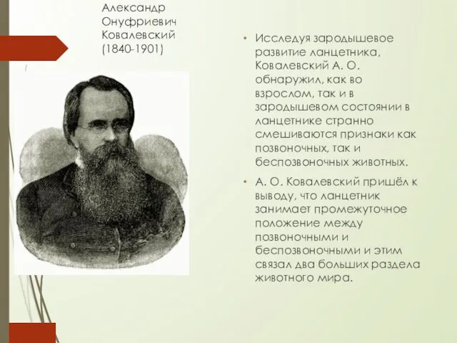 Александр Онуфриевич Ковалевский (1840-1901) Исследуя зародышевое развитие ланцетника, Ковалевский А.