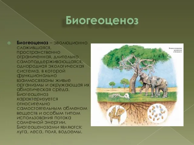 Биогеоценоз Биогеоценоз – эволюционно сложившаяся, пространственно ограниченная, длительно самоподдерживающаяся, однородная