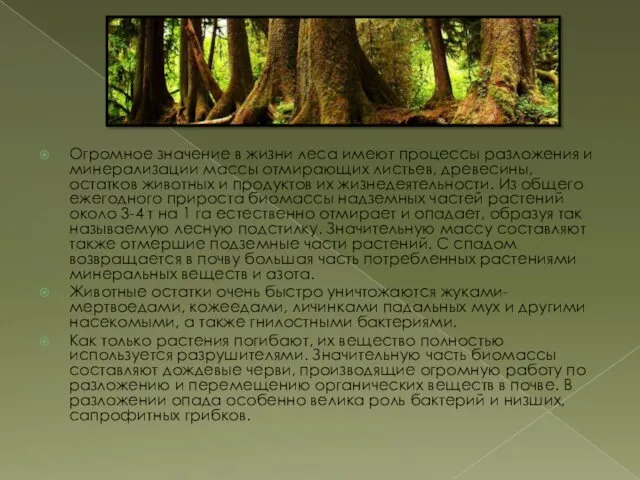 Огромное значение в жизни леса имеют процессы разложения и минерализации