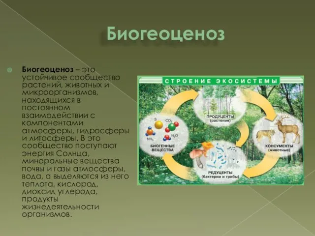 Биогеоценоз Биогеоценоз – это устойчивое сообщество растений, животных и микроорганизмов,