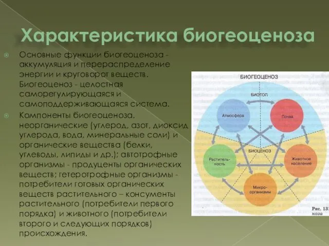 Характеристика биогеоценоза Основные функции биогеоценоза - аккумуляция и перераспределение энергии