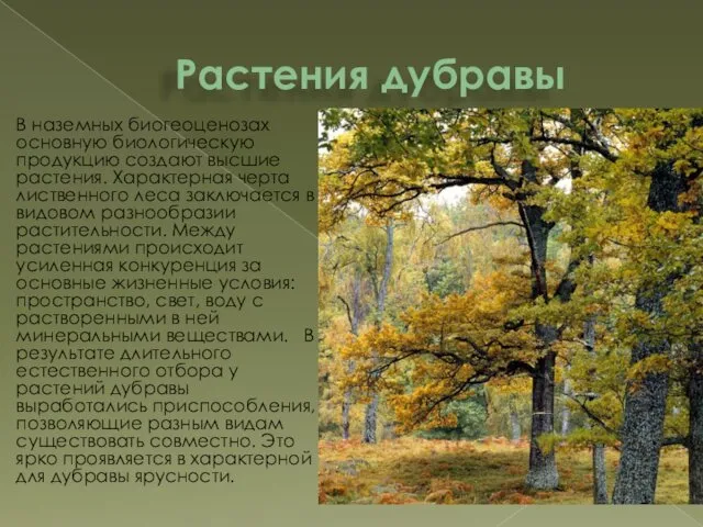 Растения дубравы В наземных биогеоценозах основную биологическую продукцию создают высшие