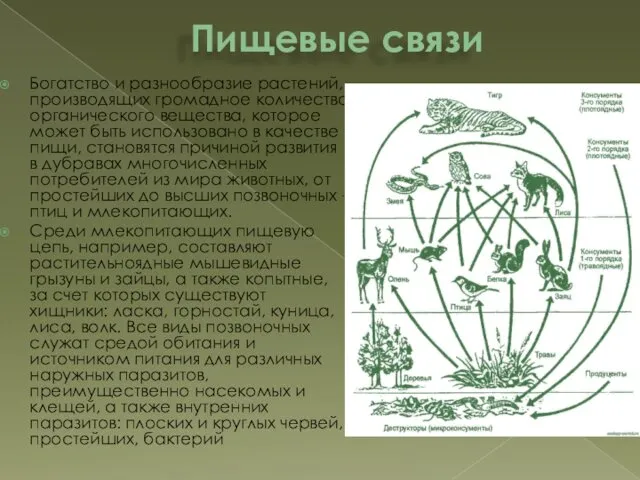 Пищевые связи Богатство и разнообразие растений, производящих громадное количество органического