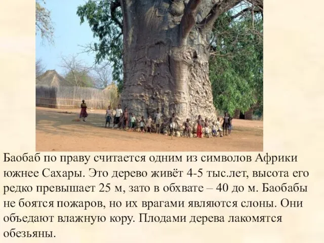Баобаб по праву считается одним из символов Африки южнее Сахары. Это дерево живёт