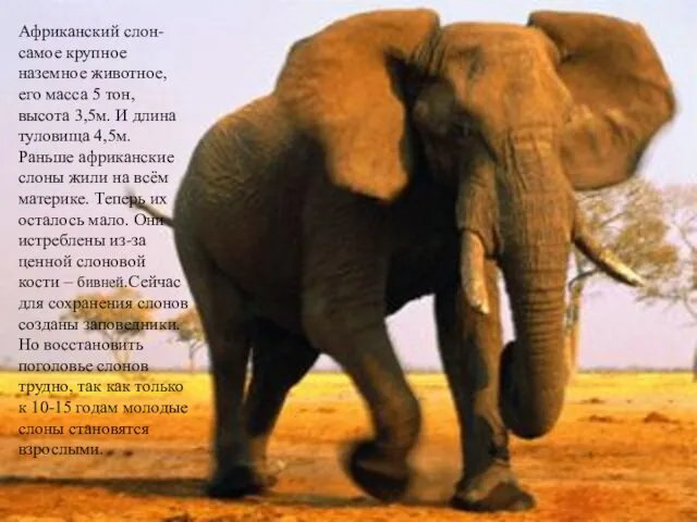 Африканский слон- самое крупное наземное животное, его масса 5 тон, высота 3,5м. И
