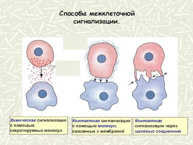 Способы межклеточной сигнализации.