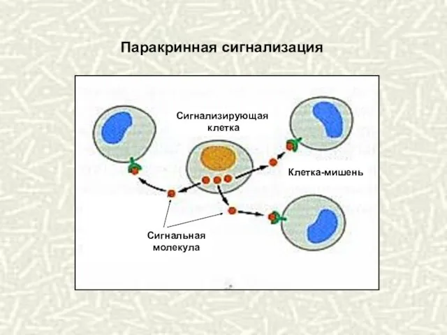 Паракринная сигнализация