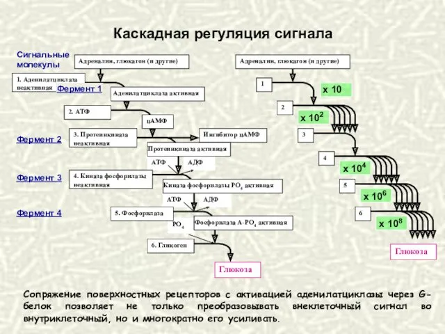 Каскадная регуляция сигнала Сопряжение поверхностных рецепторов с активацией аденилатциклазы через