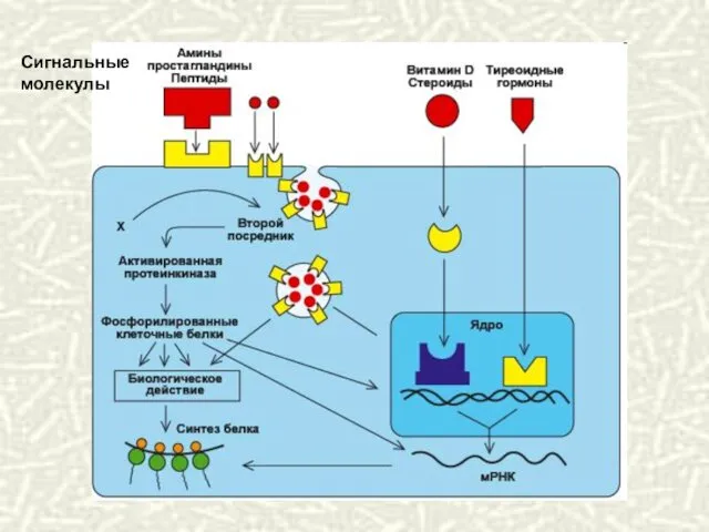 Сигнальные молекулы
