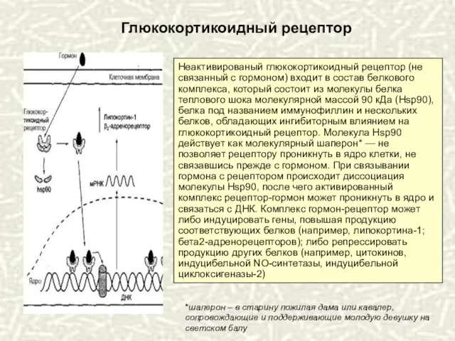 Неактивированый глюкокортикоидный рецептор (не связанный с гормоном) входит в состав