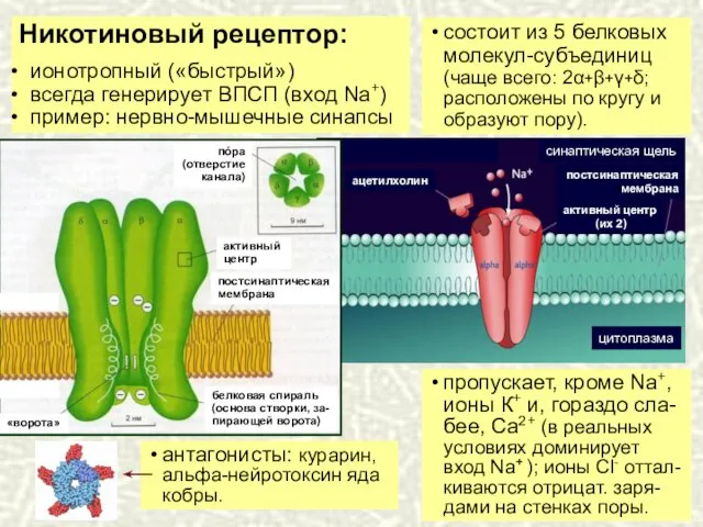 Никотиновый рецептор: ионотропный («быстрый») всегда генерирует ВПСП (вход Na+) пример: