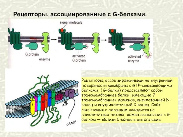 Рецепторы, ассоциированные с G-белками. Рецепторы, ассоциированными на внутренней поверхности мембраны