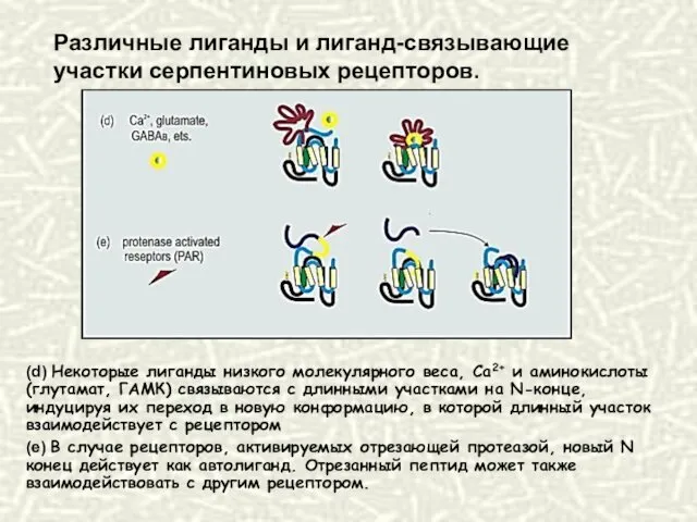 (d) Некоторые лиганды низкого молекулярного веса, Ca2+ и аминокислоты (глутамат,