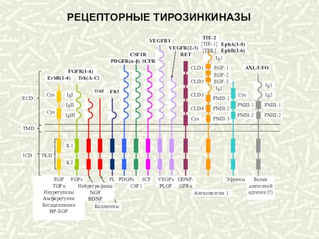 РЕЦЕПТОРНЫЕ ТИРОЗИНКИНАЗЫ