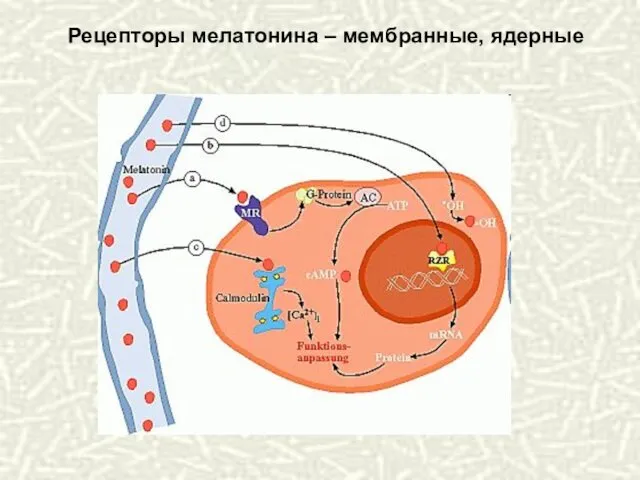 Рецепторы мелатонина – мембранные, ядерные