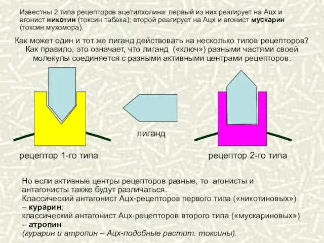 Как может один и тот же лиганд действовать на несколько