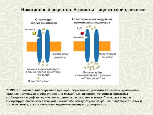 Никотиновый рецептор. Агонисты – ацетилхолин, никотин РЕМИНИЛ - антихолинэстеразный препарат