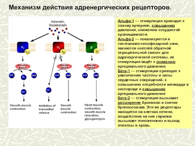 Альфа-1 — стимуляция приводит к спазму артериол, повышению давления, снижению