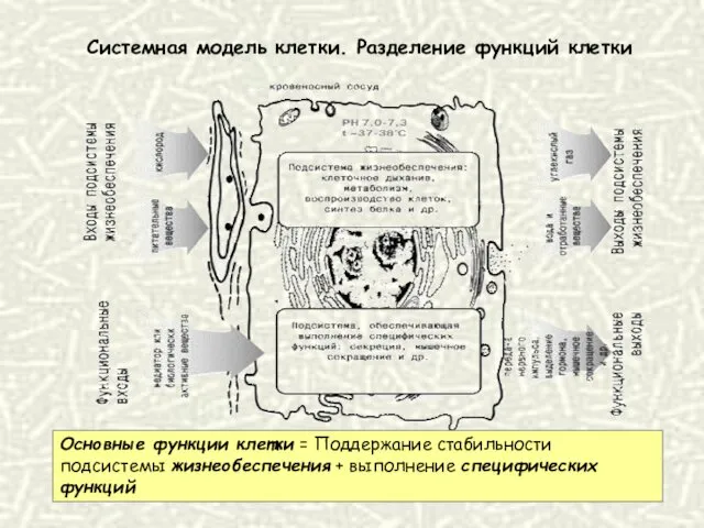 Системная модель клетки. Разделение функций клетки Основные функции клетки =