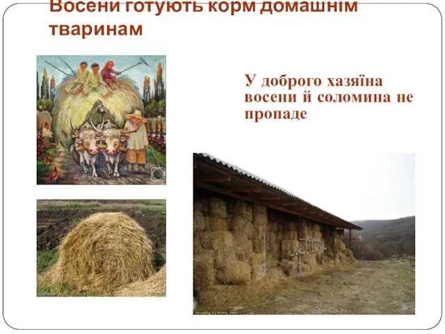 Восени готують корм домашнім тваринам У доброго хазяїна восени й соломина не пропаде