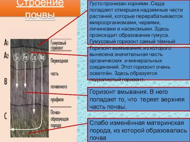 Густо пронизан корнями. Сюда попадают отмершие надземные части растений, которые