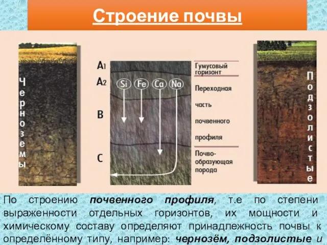 Строение почвы По строению почвенного профиля, т.е по степени выраженности