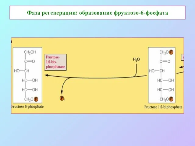 Фаза регенерации: образование фруктозо-6-фосфата