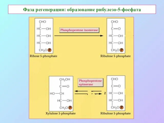 Фаза регенерации: образование рибулезо-5-фосфата