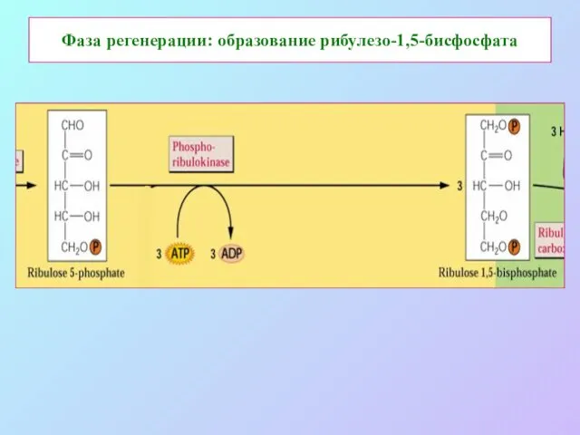 Фаза регенерации: образование рибулезо-1,5-бисфосфата