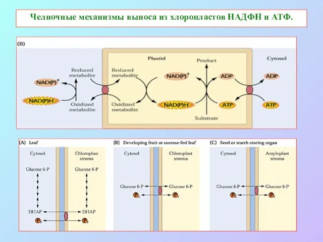 Челночные механизмы выноса из хлоропластов НАДФН и АТФ.