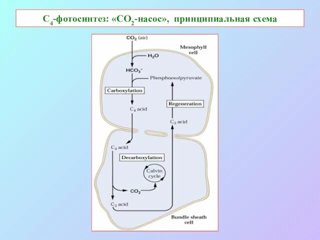 С4-фотосинтез: «СО2-насос», принципиальная схема
