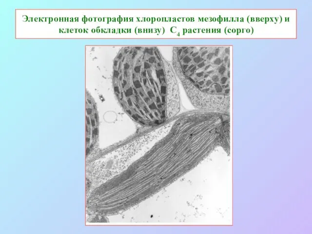 Электронная фотография хлоропластов мезофилла (вверху) и клеток обкладки (внизу) С4 растения (сорго)