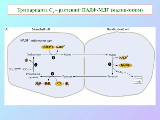 Три варианта С4 – растений: НАДФ-МДГ (малик-энзим)