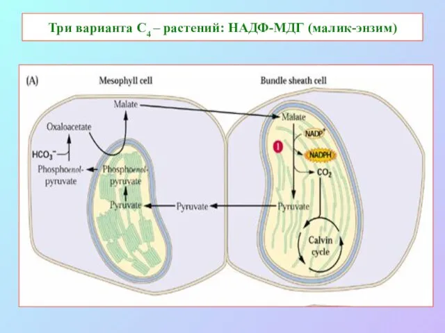 Три варианта С4 – растений: НАДФ-МДГ (малик-энзим)