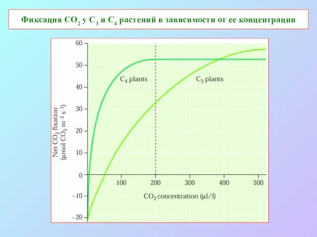 Фиксация СО2 у С3 и С4 растений в зависимости от ее концентрации