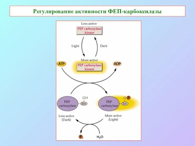 Регулирование активности ФЕП-карбоксилазы