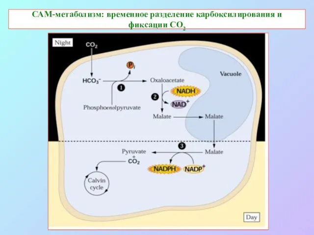 САМ-метаболизм: временное разделение карбоксилирования и фиксации СО2