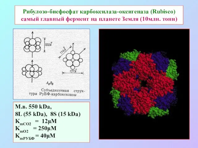 Рибулозо-бисфосфат карбоксилаза-оксигеназа (Rubisco) самый главный фермент на планете Земля (10млн. тонн) М.в. 550