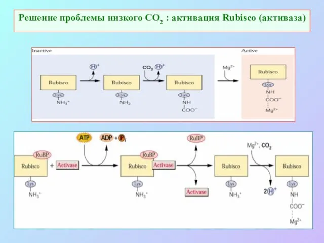 Решение проблемы низкого СО2 : активация Rubisco (активаза)