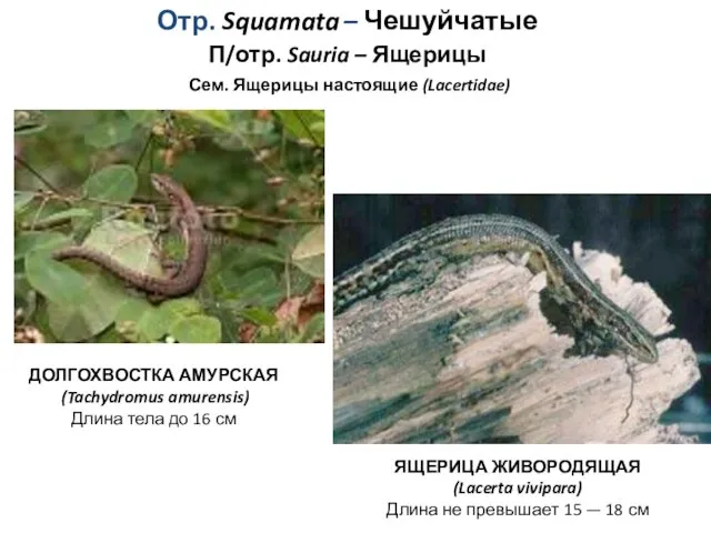 Отр. Squamata – Чешуйчатые П/отр. Sauria – Ящерицы Сем. Ящерицы настоящие (Lacertidae) ЯЩЕРИЦА