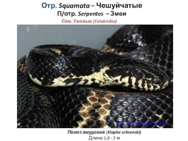 Отр. Squamata – Чешуйчатые П/отр. Serpentes – Змеи Сем. Ужовые (Colubridae) Полоз амурский