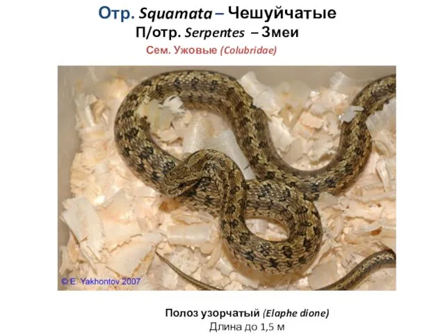 Отр. Squamata – Чешуйчатые П/отр. Serpentes – Змеи Сем. Ужовые (Colubridae) Полоз узорчатый
