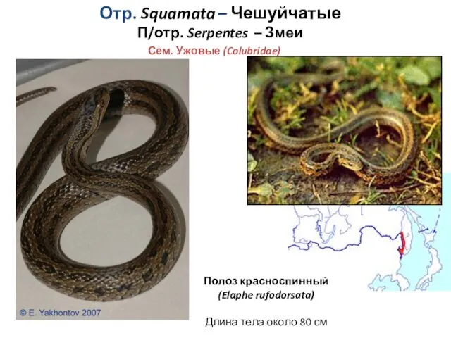 Отр. Squamata – Чешуйчатые П/отр. Serpentes – Змеи Сем. Ужовые (Colubridae) Полоз красноспинный