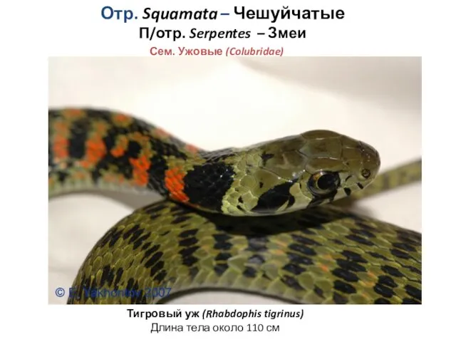 Отр. Squamata – Чешуйчатые П/отр. Serpentes – Змеи Сем. Ужовые (Colubridae) Тигровый уж