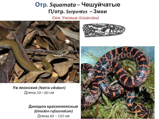 Отр. Squamata – Чешуйчатые П/отр. Serpentes – Змеи Сем. Ужовые (Colubridae) Динодон краснопоясный