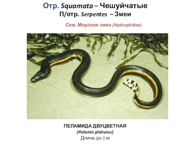 Отр. Squamata – Чешуйчатые П/отр. Serpentes – Змеи Сем. Морские змеи (Hydrophidae) ПЕЛАМИДА