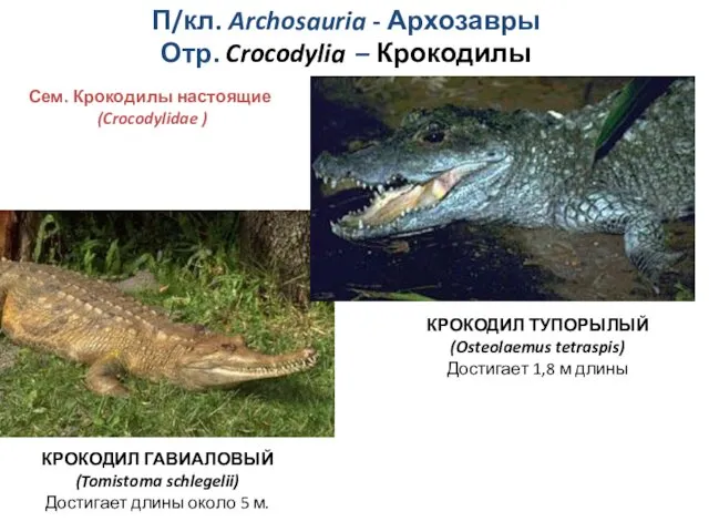 П/кл. Archosauria - Архозавры Отр. Crocodylia – Крокодилы Сем. Крокодилы настоящие (Crocodylidae )