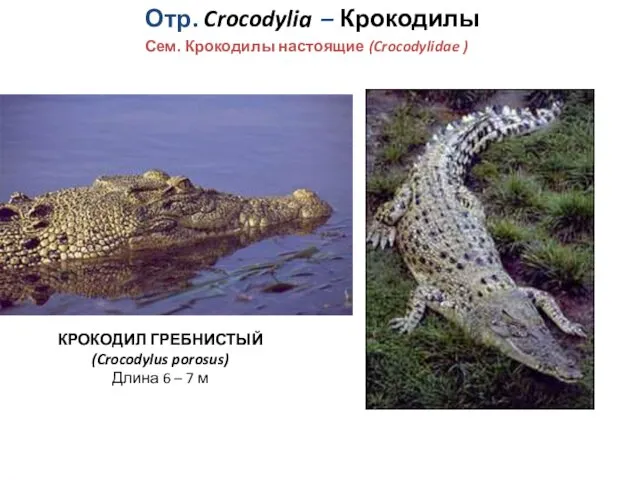 Отр. Crocodylia – Крокодилы Сем. Крокодилы настоящие (Crocodylidae ) КРОКОДИЛ